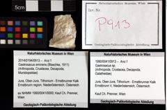 Foto (Objket + Etiketten) von Gastrosacus sp. 